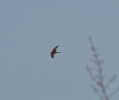 Falco sparverius sparverius