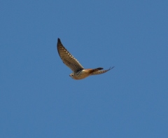 Falco sparverius sparverius