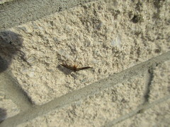 Parapoynx obscuralis