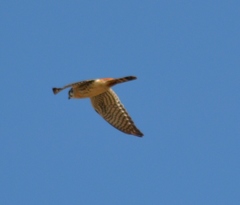 Falco sparverius sparverius