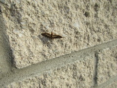 Parapoynx obscuralis