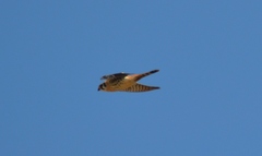 Falco sparverius sparverius