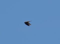 Falco sparverius sparverius
