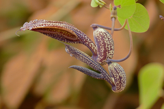 Aristolochia esperanzae