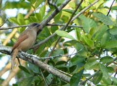 Agelaioides fringillarius