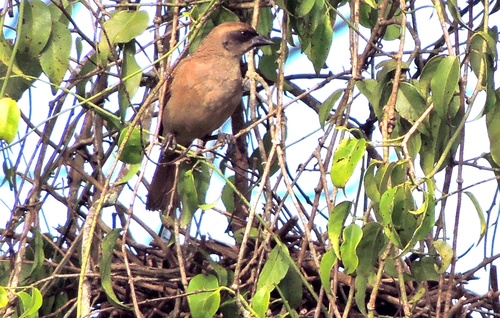 Pale Baywing (Agelaioides fringillarius), photo 7