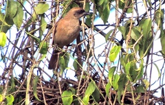 Agelaioides fringillarius
