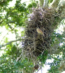 Agelaioides fringillarius