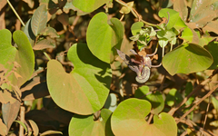 Aristolochia esperanzae