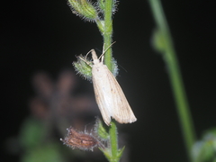 Schoenobiinae