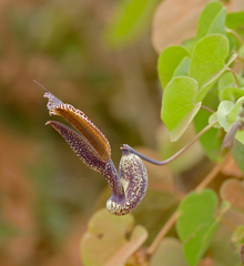Aristolochia esperanzae