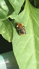Bombus pascuorum