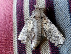 Strigocossus