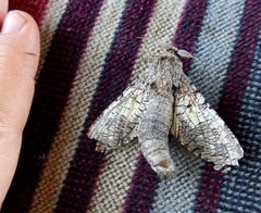 Strigocossus