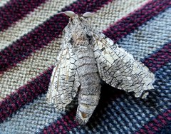 Strigocossus