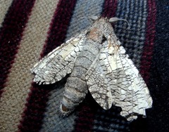 Strigocossus