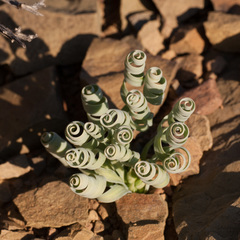 Albuca concordiana