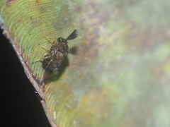 Schizaspidia