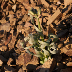 Albuca concordiana