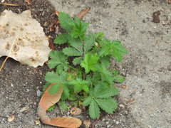 Potentilla intermedia