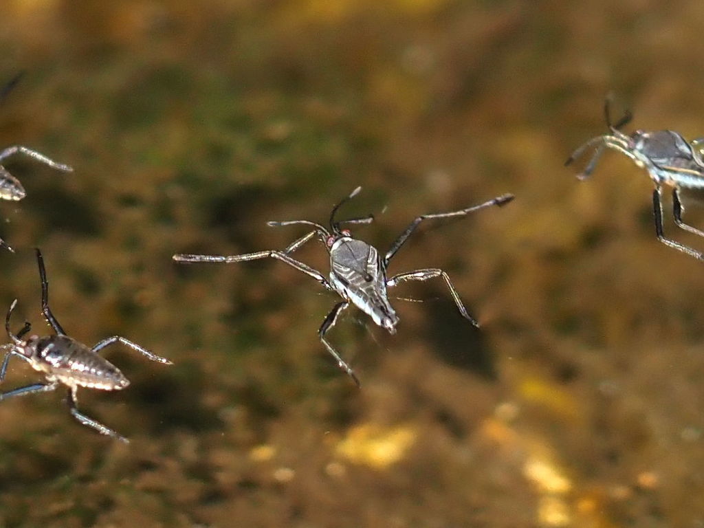 Broad-shouldered Water Strider