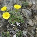 Northern Cinquefoil - Photo (c) J Brew, some rights reserved (CC BY-SA), uploaded by John Brew
