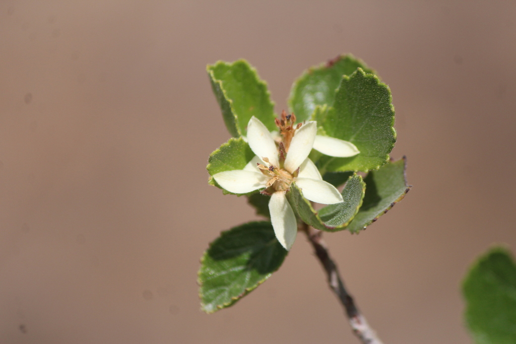 Pterostemon mexicanus (Pterostemon mexicanus)
