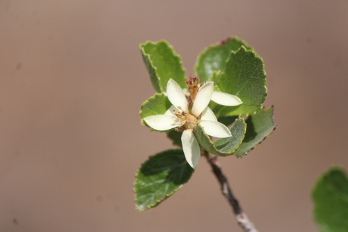 Pterostemon mexicanus (Pterostemon mexicanus)