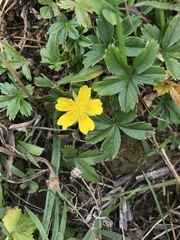 Potentilla aurea