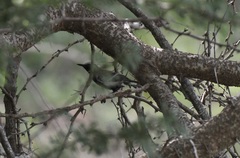 Formicivora grisea intermedia