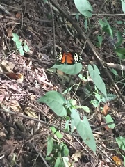 Heliconius hecale zuleika