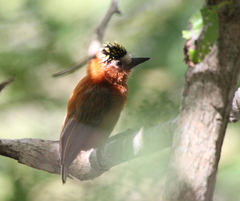 Picumnus cinnamomeus