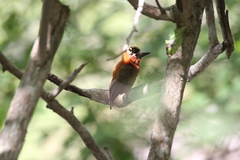 Picumnus cinnamomeus