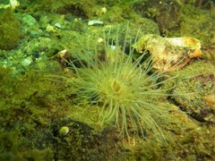 Sagartiogeton undatus