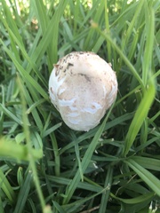 Chlorophyllum molybdites