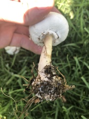 Chlorophyllum molybdites