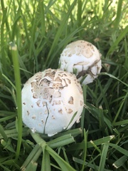Chlorophyllum molybdites