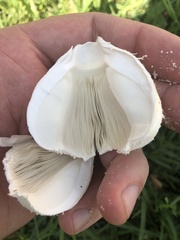 Chlorophyllum molybdites
