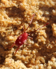 Erythraeoidea