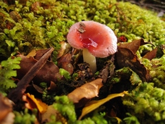 Russula roseopileata