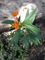 Asclepias curassavica