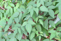 Apios americana image