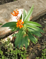 Asclepias curassavica