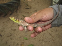 Cnemidophorus gramivagus