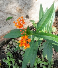 Asclepias curassavica