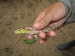 Cnemidophorus gramivagus