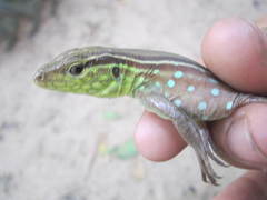 Cnemidophorus gramivagus
