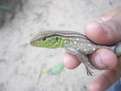 Cnemidophorus gramivagus