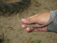 Cnemidophorus gramivagus