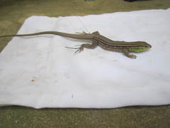 Cnemidophorus gramivagus